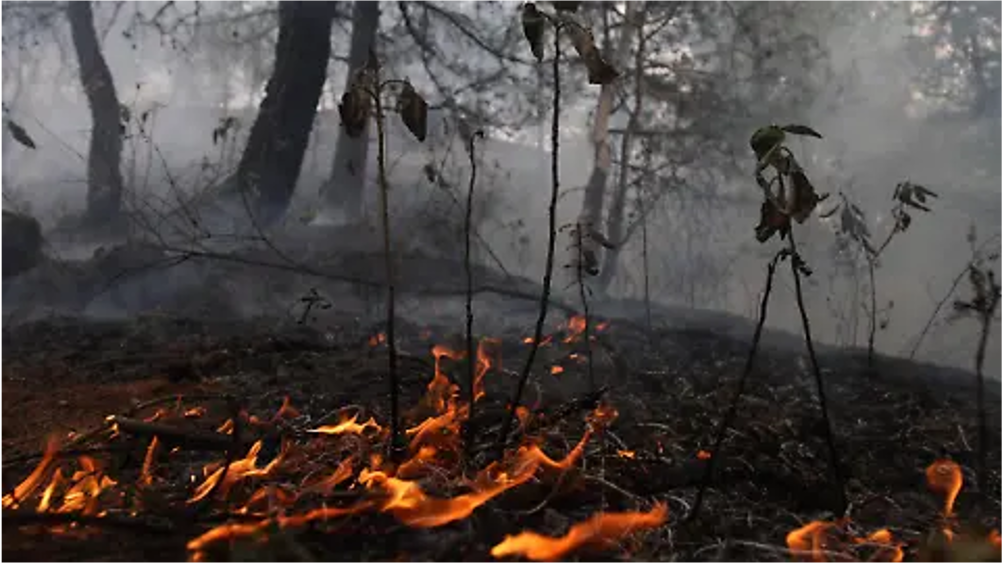 México entra al Top 10 mundial de pérdida de bosques primarios: los incendios de 2024, principales responsables