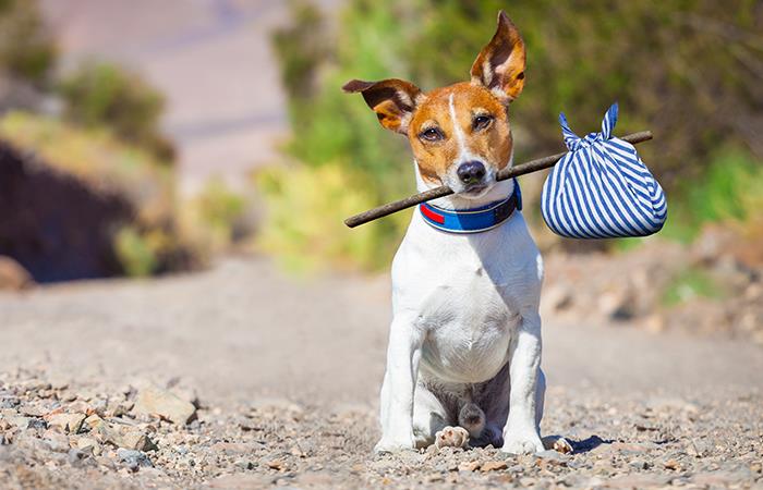 Día Mundial del Perro Adoptado: un llamado a la adopción responsable