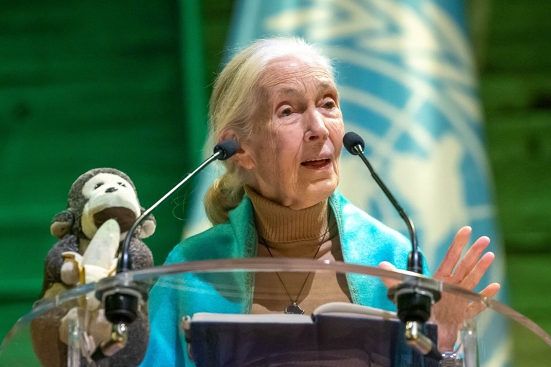 Jane Goodall, pionera de la primatología, muere a los 91 años