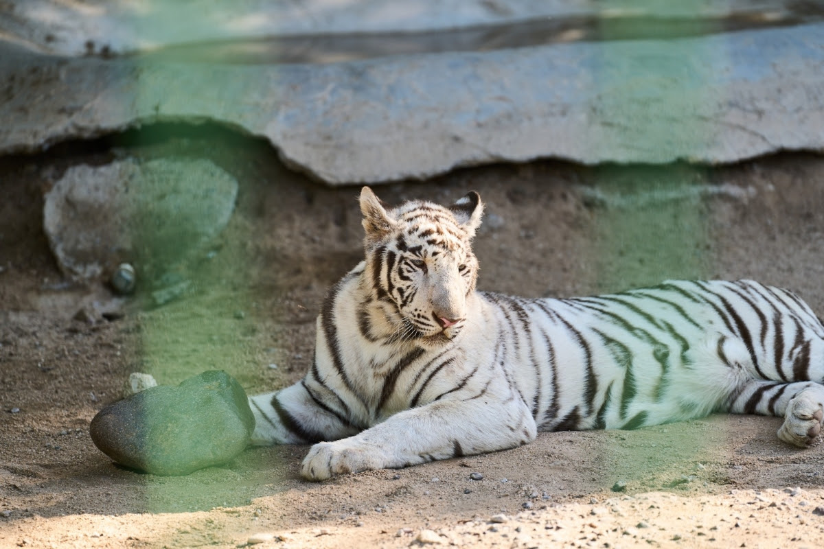 Tigres blancos llegan al Centro Ecológico de Sonora: CEDES fortalece su acervo de fauna silvestre