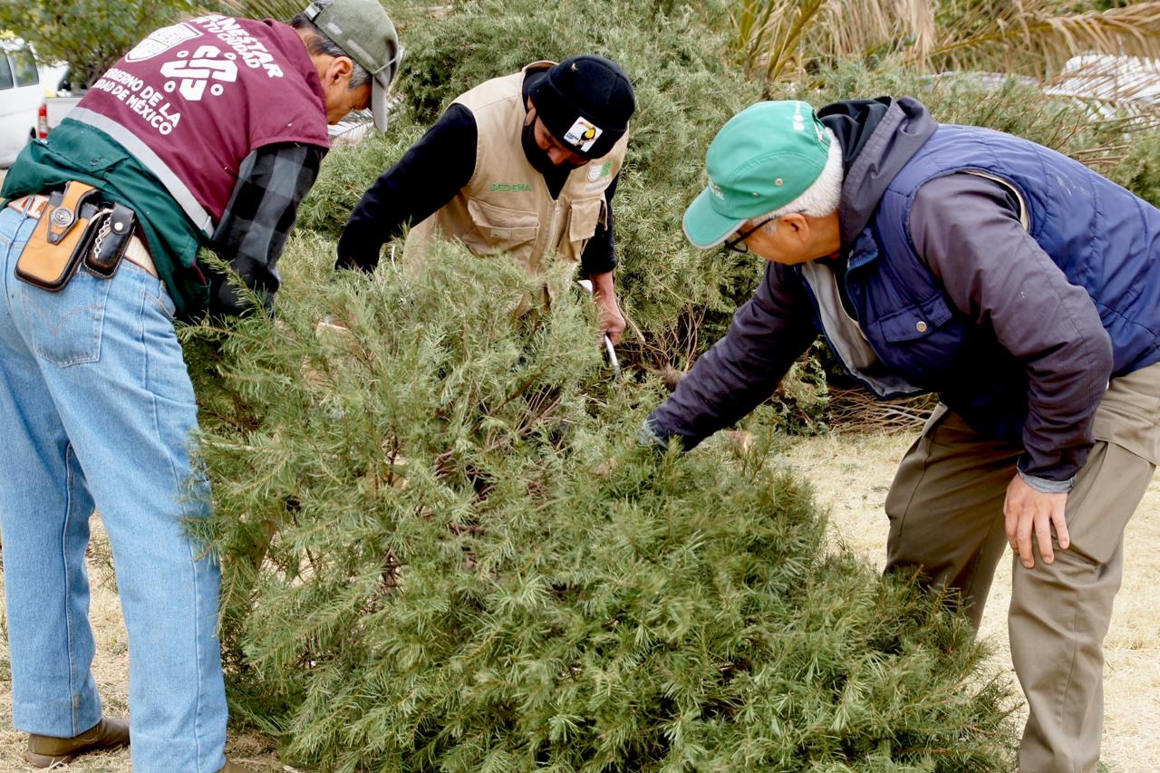 Tras la temporada decembrina, ¿a dónde van los árboles de Navidad en la CDMX?