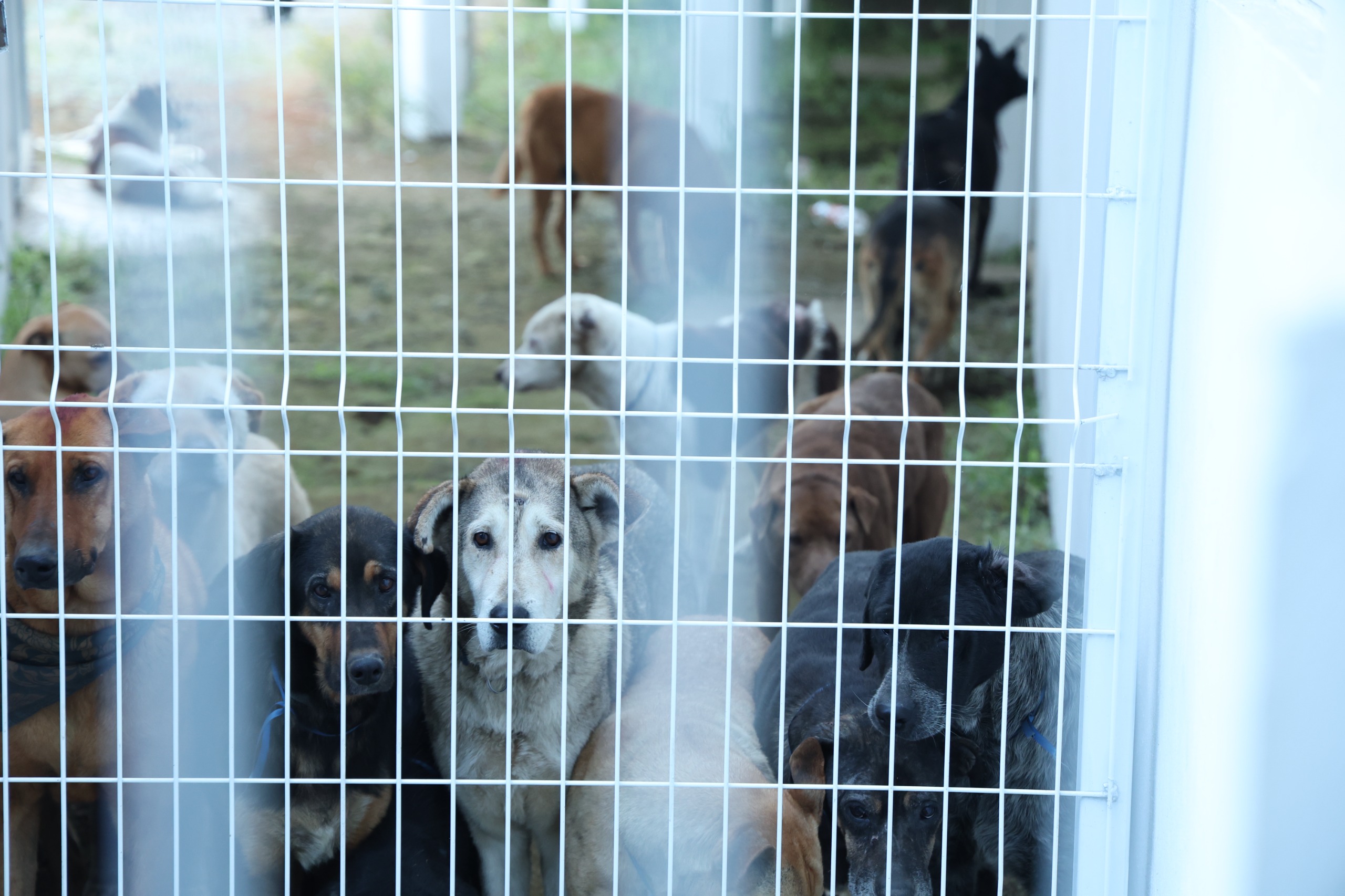 Operativo, denuncias y litigio: el trasfondo del rescate masivo en el Refugio Franciscano