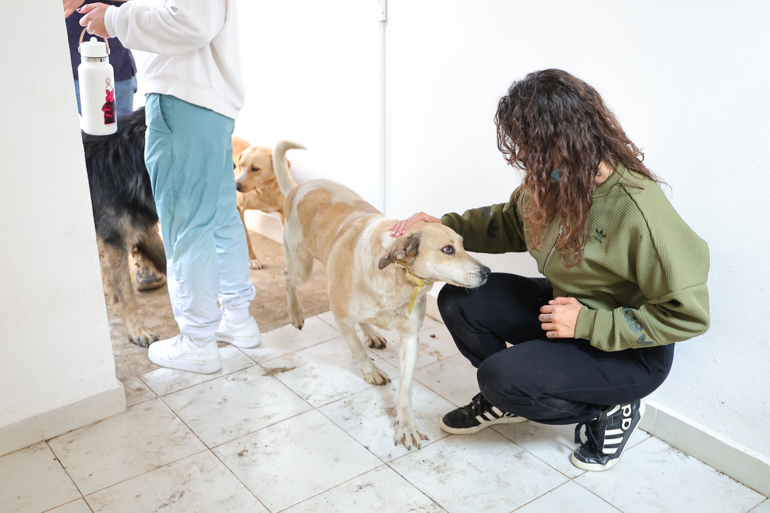 Autoridades descartan condiciones adversas y confirman atención adecuada a perros en el Ajusco