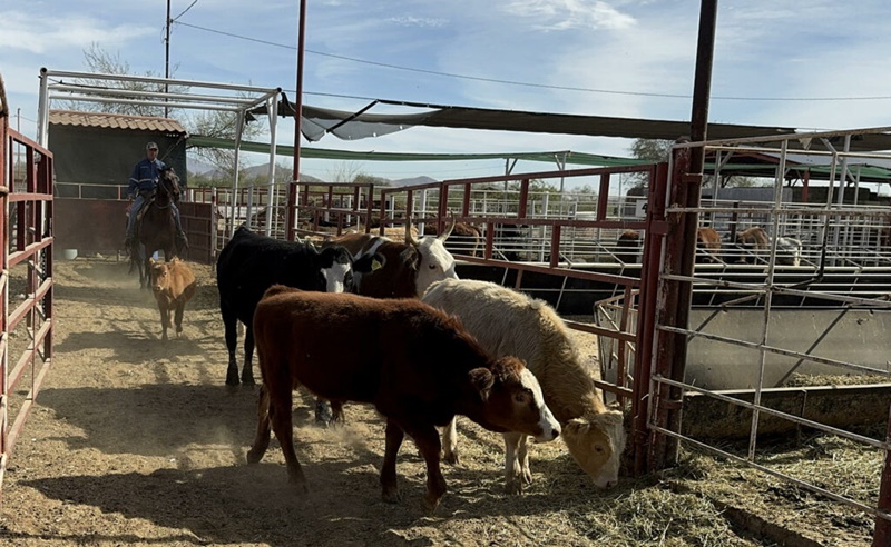 México contiene gusano barrenador y protege exportaciones ganaderas