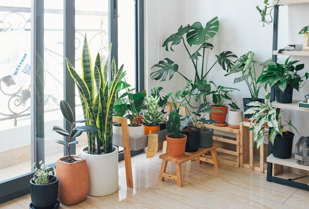 Plantas de interior infalibles para quienes matan hasta un cactus
