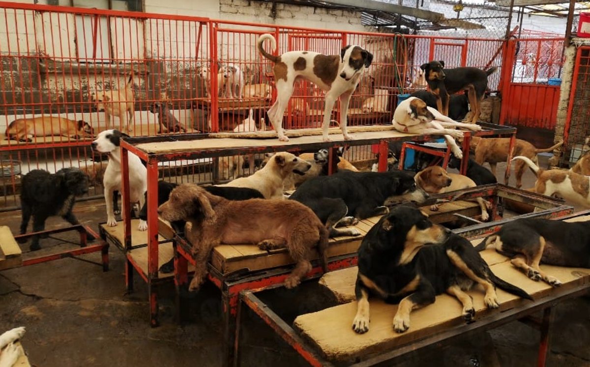 Fiscalía y PAOT investigan presunto maltrato en refugio animal de Cuajimalpa