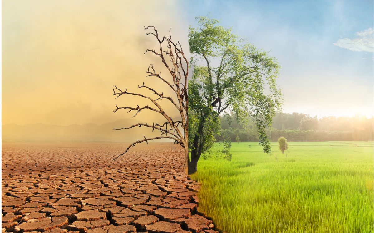 La Última Llamada: 44 Especies Cruzan el Umbral de la Extinción en 2025