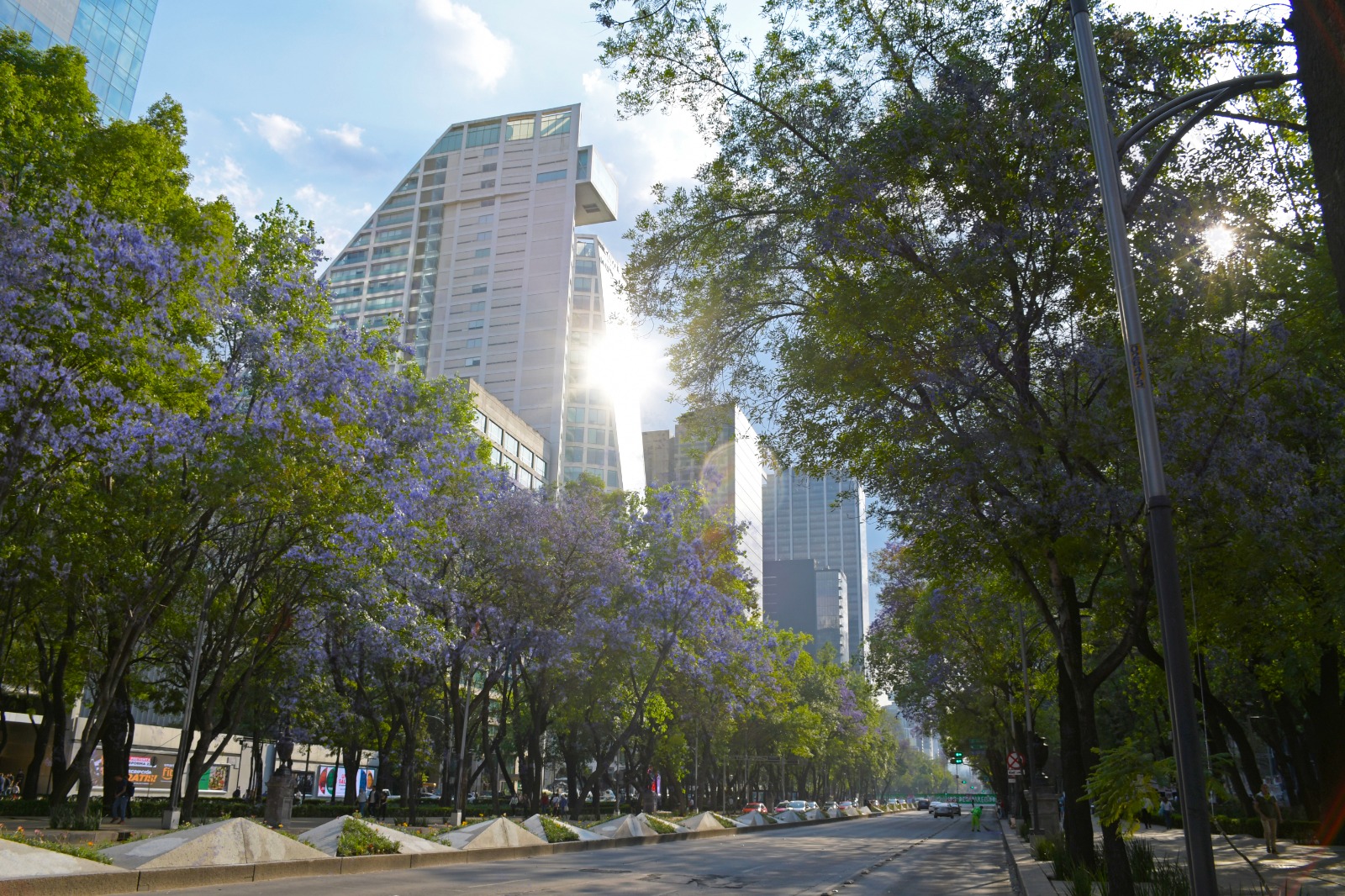 CDMX en temporada violeta: jacarandas se convierten en motor turístico y cultural