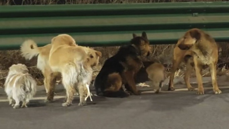 De secuestro a milagro: siete perritos regresan a casa