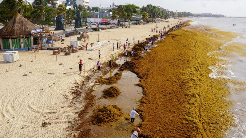 Sargazo se adelanta y cubre playas de Quintana Roo