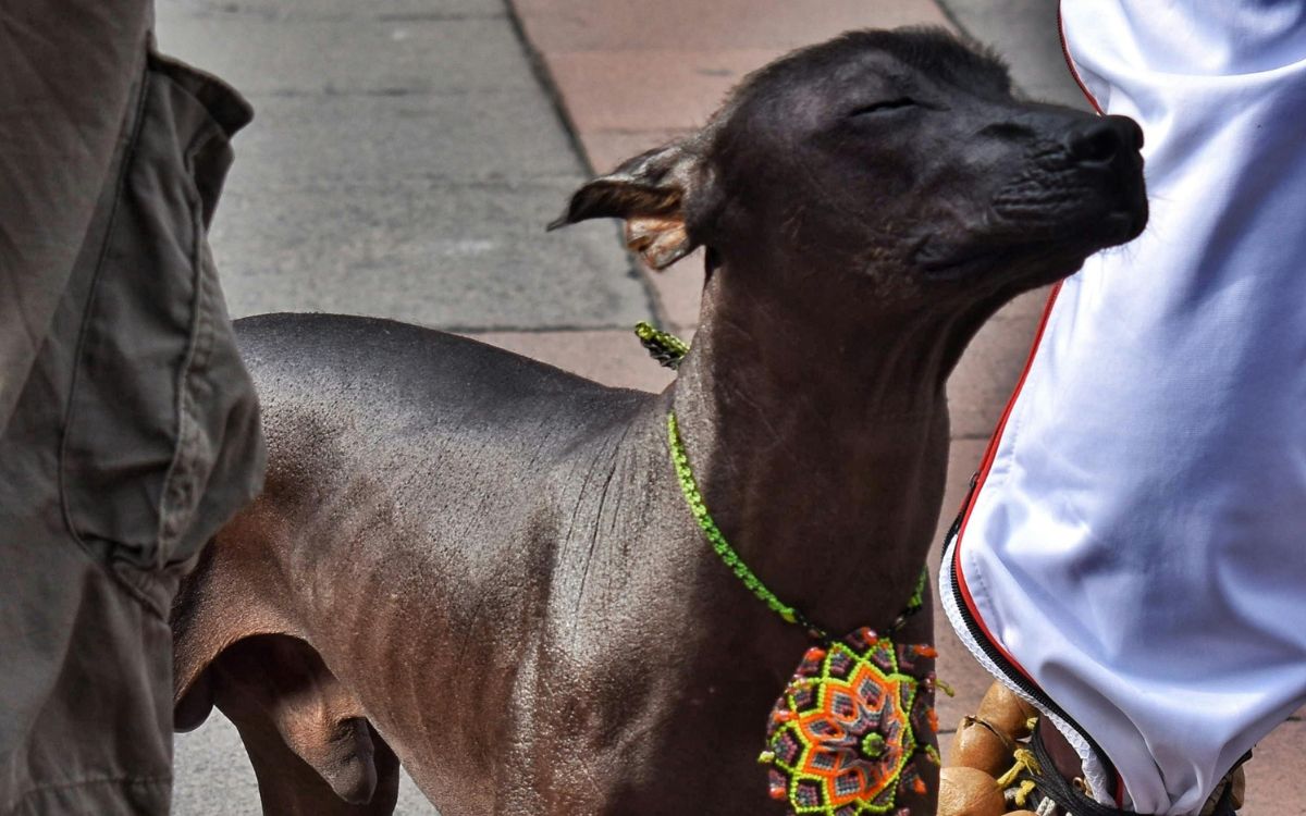 El Xoloitzcuintle tendrá su día nacional: México honra a su perro ancestral